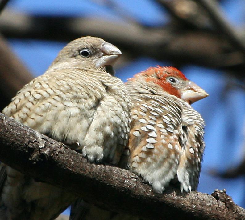 frieda 033.jpg - Hmm lekker warm in die wintersonnetjie so styf teen mekaar!....